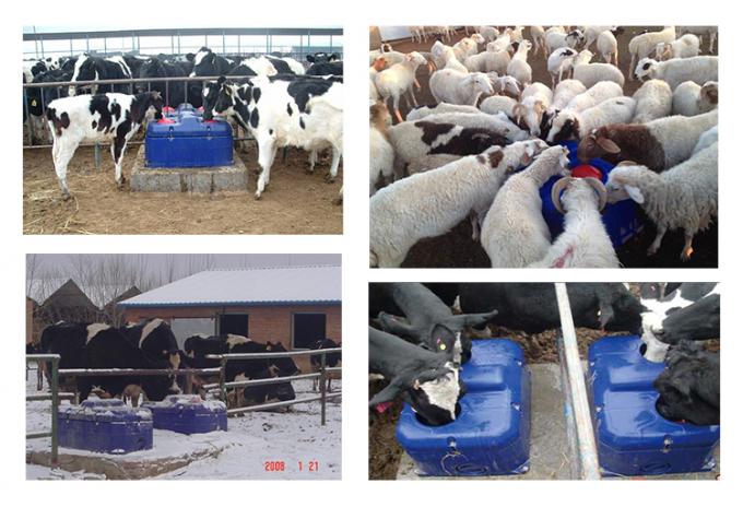 Frost free / heat Automat do wody pitnej Miska / krowa bydło owce kozie przeciwodleżynowe pijany koryta Urządzenia do hodowli zwierząt gospodarskich